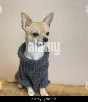 Portrait intérieur de curieux Chihuahua sitting on a sofa Banque D'Images