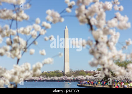 Washington Monument encadré par Cherry Blossom Festival Arbres pendant Banque D'Images