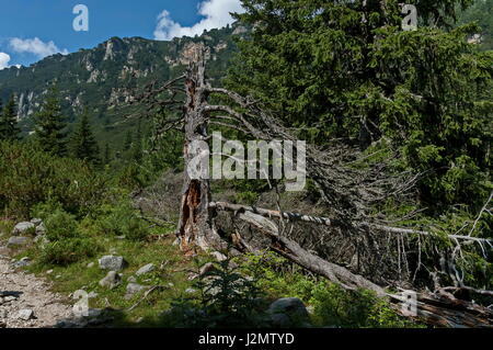 Avis de Glade, l'herbe et sur le tronc cassé marche écologique vers Maliovitza sommet en montagne de Rila, Bulgarie Banque D'Images