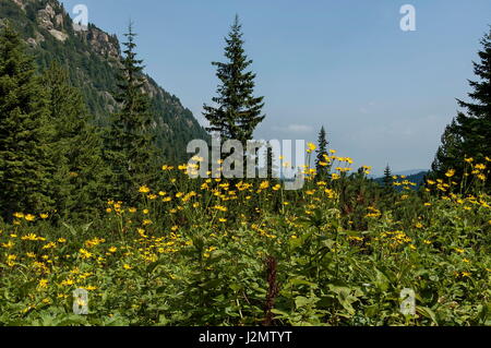 Une montagne ensoleillée haut envahis par la forêt de conifères, glade et Arnica ou sauvage fleur jaune sur la marche vers l'écologique pic Maliovitza à Rila Banque D'Images