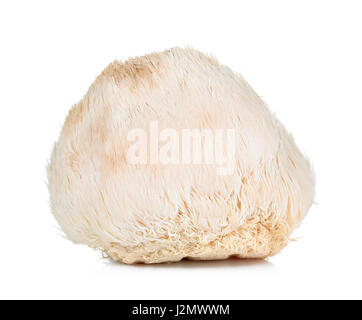 Crinière de lion champignon isolé sur fond blanc. Banque D'Images