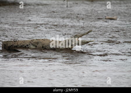 En Crocodile Swamp au Costa Rica Banque D'Images