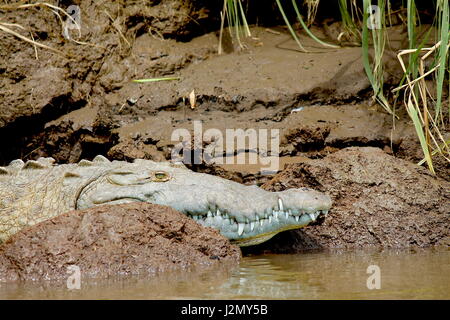 En Crocodile Swamp au Costa Rica Banque D'Images