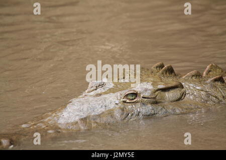 En Crocodile Swamp au Costa Rica Banque D'Images