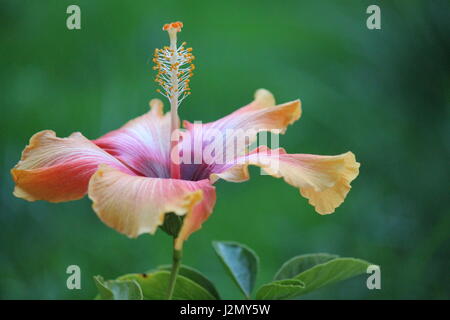 Orange et Rose Hibiscus Flower Banque D'Images