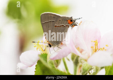 Beau, petit, gris papillon porte-queue d'un pollinisateur, la fleur au début du printemps Banque D'Images