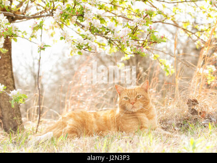 Beau chat tigré orange se détendre sous un pommier en fleurs au printemps, l'arrière allumé par soleil Banque D'Images