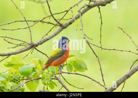 Bunting avec son homme peint aux couleurs étonnamment plumage, perché dans un arbre au printemps Kaki Banque D'Images