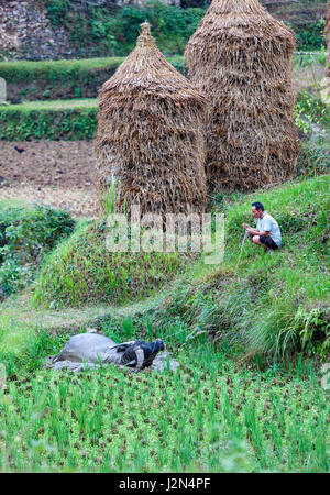 Matang, Village Gejia du Guizhou, en Chine. Un agriculteur en regardant son buffle se baigner dans la boue des rizières. Banque D'Images