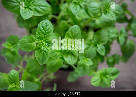 Pedilanthus tithymaloides, Nana, Green Devil's backbone ou Mint close up Banque D'Images