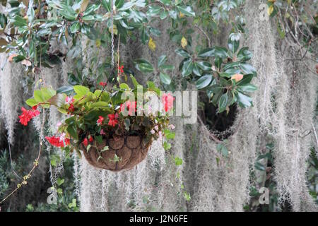 Fleurs suspendues et la mousse espagnole Banque D'Images