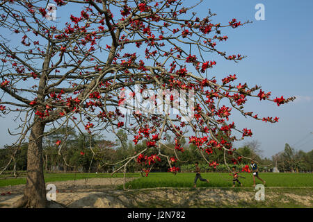 Coton soie rouge fleur arbre également connu sous le nom de Bombax Ceiba, Shimul. Dhaka, Bangladesh. Banque D'Images