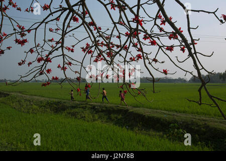 Fleur de coton de soie rouge également connu sous le nom de Bombax Ceiba, Shimul. Dhaka, Bangladesh. Banque D'Images