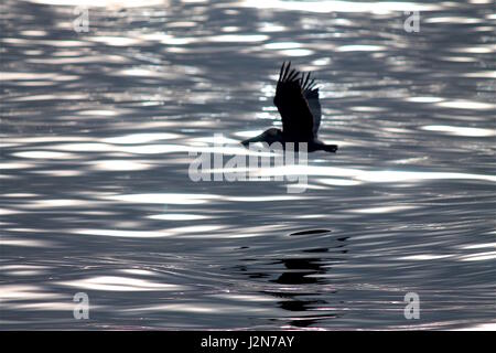 Pelican flying over ocean Banque D'Images