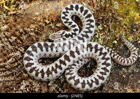 Belle traversée adder mâle, plus commune de serpent venimeux Europe Banque D'Images