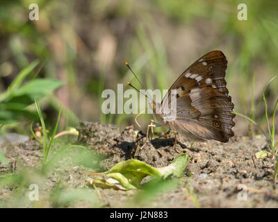 Lesser purple emperor, Apatura ilia Banque D'Images