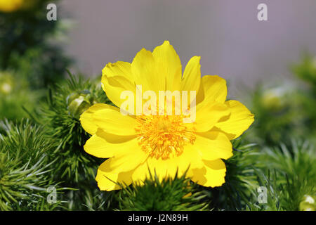 Gros plan du pheasant's eye fleur jaune au printemps ( Adonis vernalis ) Banque D'Images