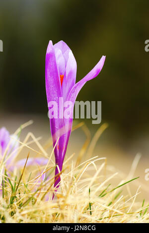 Détail de crocus safran croissant sur les prés de montagne ( Crocus vernus ) Banque D'Images