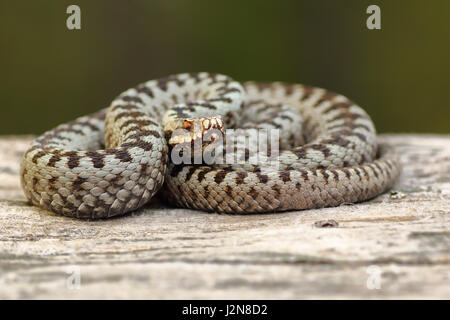 L'additionneur croisés européens au soleil sur moignon bois ( Vipera berus, un serpent venimeux européenne généralisée ) Banque D'Images