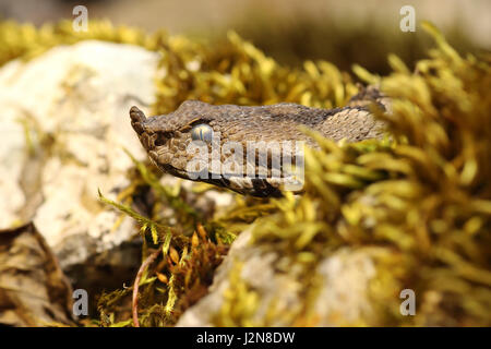 Macro portrait de vipère à cornes nez ( Vipera ammodytes ) se dorant dans habitat naturel sur rocher moussu Banque D'Images