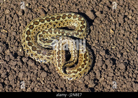 Meadow viper sur le terrain ( Vipera ursinii rakosiensis ), l'un des serpents les plus rares en Europe, inscrite comme une espèce en voie de disparition Banque D'Images
