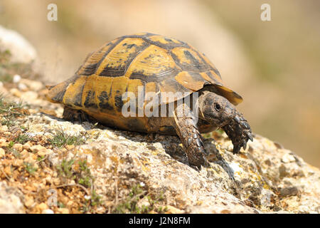 Testudo graeca sur un rocher dans une journée ensoleillée de printemps ( spur thighed tortoise ) Banque D'Images