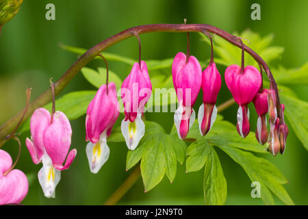 Close up of les fleurs au printemps de l'hémorragie, spectablis Lamprocapnos coeur Banque D'Images