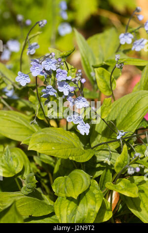 Fleurs de Printemps Bleu de la petite, l'ombre, navelwort, Omphalodes cappadocica 'Cherry Ingram' Banque D'Images