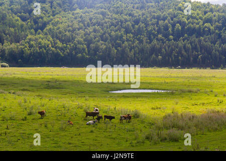 Vache et cheval brouter dans un pré près du village Banque D'Images