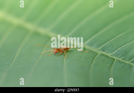 Red ant sur feuille verte dans la nature Banque D'Images