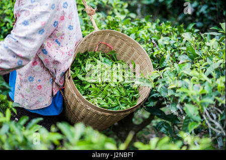 Harvester portent le panier de feuilles de thé vert Banque D'Images