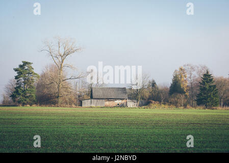 Beau pré vert dans le brouillard lourd avec arbres solitaires. Photographie Vintage rétro couleur effet.granuleuse du film. Banque D'Images