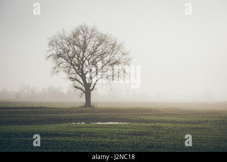 Beau pré vert dans le brouillard lourd avec arbres solitaires. Photographie Vintage rétro couleur effet.granuleuse du film. Banque D'Images