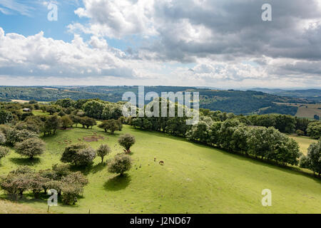 Cerfs dans un domaine aussi vu de Broadway Tower dans le Worcestershire Banque D'Images