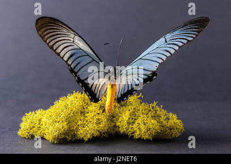 Géant de l'Afrique de l'Blue Papilio Zalmoxis) spécimen spot allumé et isolé contre studio arrière-plan. Banque D'Images