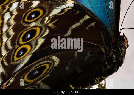 Papillon Bleu précolombienne (Morpho peleides helenor) spécimen isolé et éclairé sur place contre studio arrière-plan. Banque D'Images