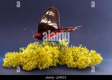 Hector Pachliopta indiennes (Swallowtail Crimson Rose) modèle figurant sur moss finlandais, spot allumé et isolé contre studio arrière-plan. Banque D'Images