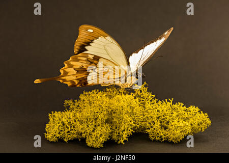 Madagascar Moqueur Papilio dardanus meriones) modèle figurant sur moss finlandais, spot allumé et isolé contre studio arrière-plan. Banque D'Images