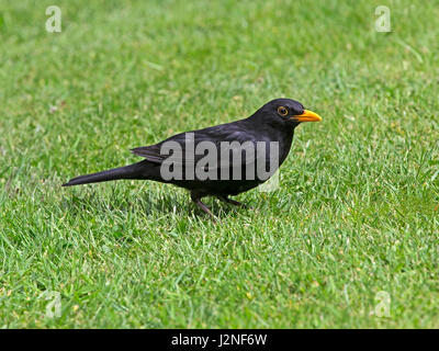 Merle noir mâle se tenant sur le sol Banque D'Images