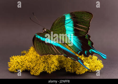 Sulawesi Peacock Butterfly Papilio blumei) modèle figurant sur moss finlandais, spot allumé et isolé contre studio arrière-plan. Banque D'Images
