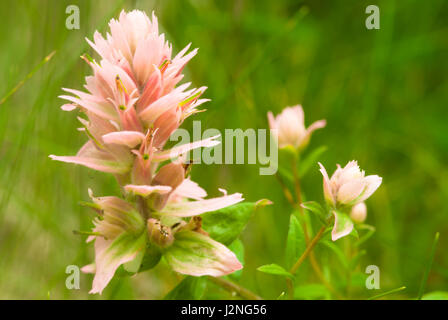 Variante de rose rouge commun paintbrush, Castilleja miniata, trouvés dans le centre de l'Alberta Banque D'Images