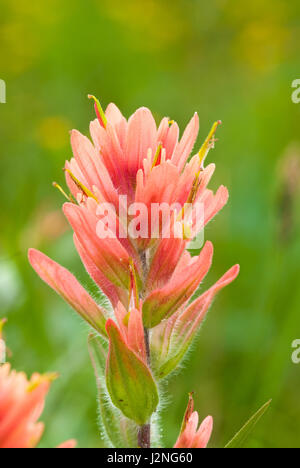 Variante de couleur rose rouge commun paintbrush, Castilleja miniata, dans le parc national Jasper Banque D'Images