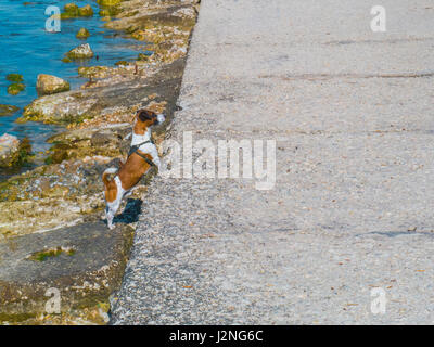 Le mignon chien ressemble quelque part dans la distance Banque D'Images