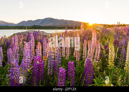 Sun shining through à grandes feuilles mauve lupins (Lupinus polyphyllus), le lever du soleil derrière les montagnes, le Lac Tekapo, région de Canterbury Banque D'Images