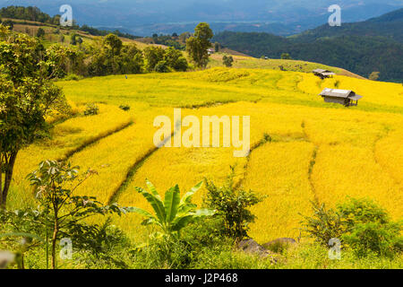 La couleur d'or riz épaulement déposée dans Chiang Mai, Thaïlande du nord, prêtes pour la récolte Banque D'Images