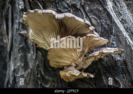 Pleurotes (Pleurotus ostreatus) dans la région de Scottish Woodland Banque D'Images