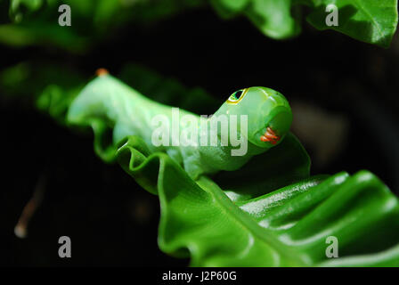 Daphnis nerii vert Caterpillar ou oleander hawk-moth closeup on Green leaf Banque D'Images