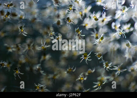 Un Groupe D Araignees Sur Son Nid D Incubation De Bebe Photo Stock Alamy
