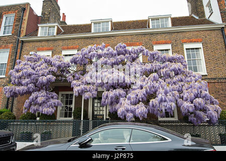 Image en gros plan de la belle floraison printemps Wisteria plante grimpante avec de délicates fleurs mauves long Banque D'Images