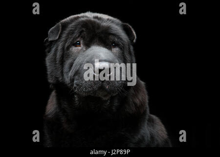 Belle vieille race noir Shar Pei chien assis sur fond noir. Copier l'espace. Banque D'Images